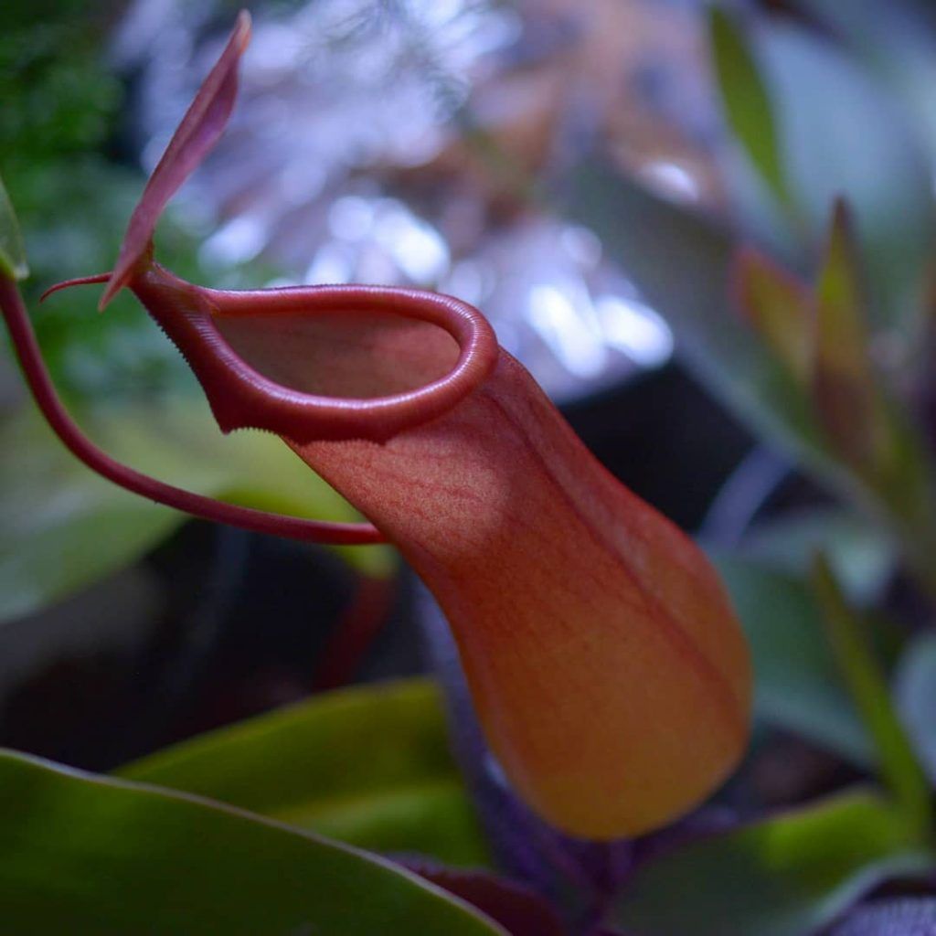 Nepenthes ventrata Elio's Garden