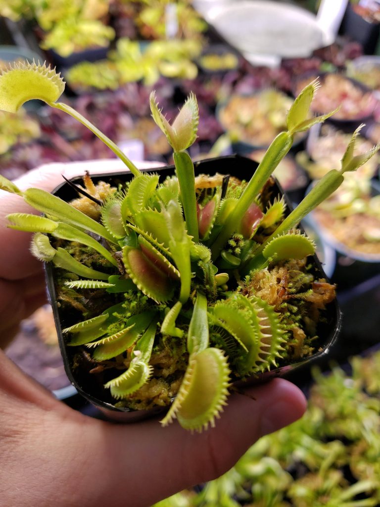 Vancouver venus flytrap for sale