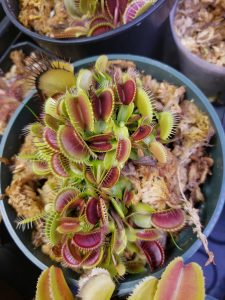 Venus flytrap growing clump