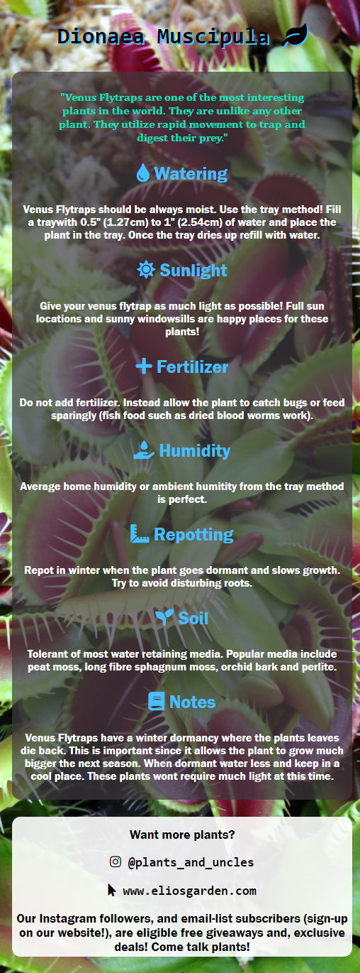 Keep Your Venus Fly Trap Alive: Light, Water & Care Instructions