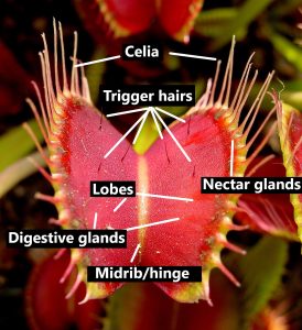 Elio's Garden Anatomy of a Venus Flytrap