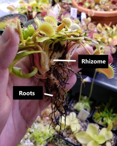 Elio's Garden Anatomy of a Venus Flytrap Rhizome and Roots