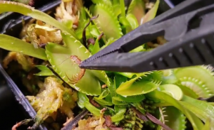 how to feed venus flytraps elios garden british columbia vancouver