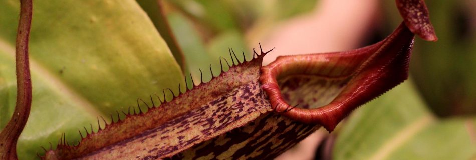 nepenthes-g761f38919_1920