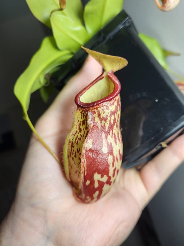 Large Nepenthes St. Gaya for sale