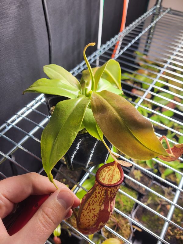 Nepenthes St. Gaya Full Plant