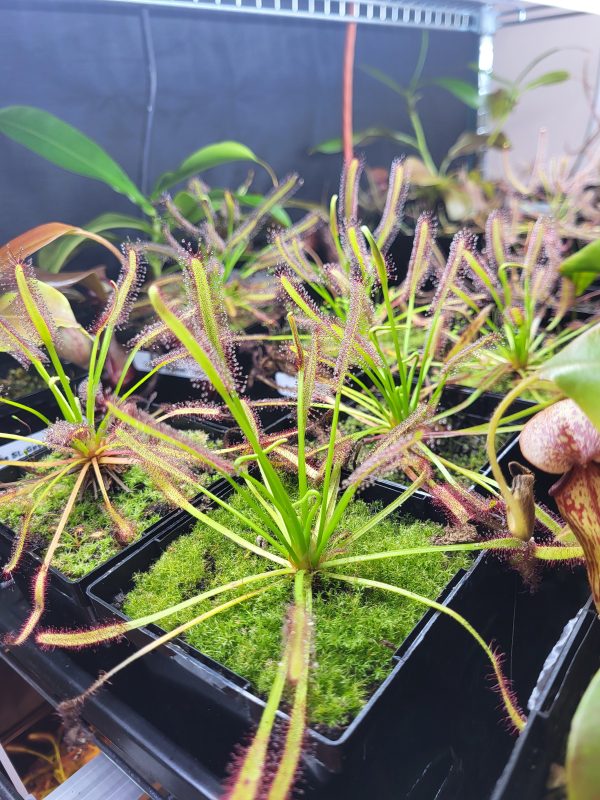 Drosera capensis - Elio's Garden