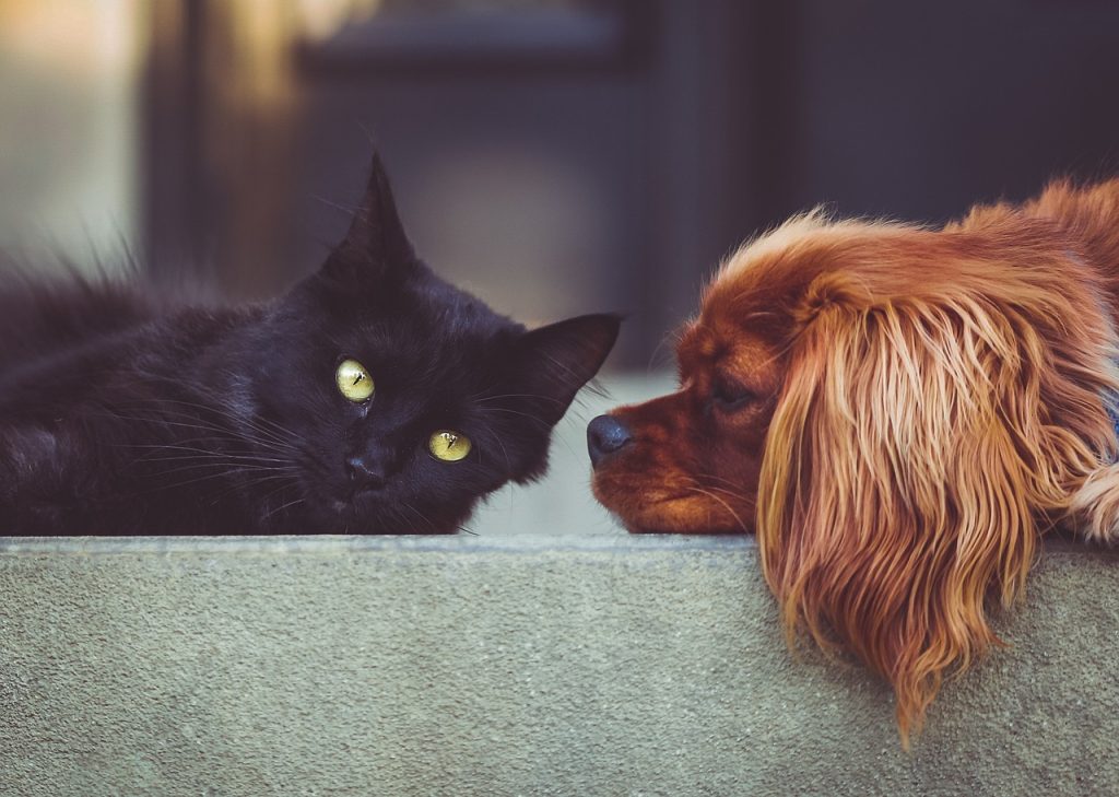 Dog and Cat looking at eachother