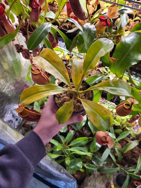 Nepenthes bicalcarata leaf span
