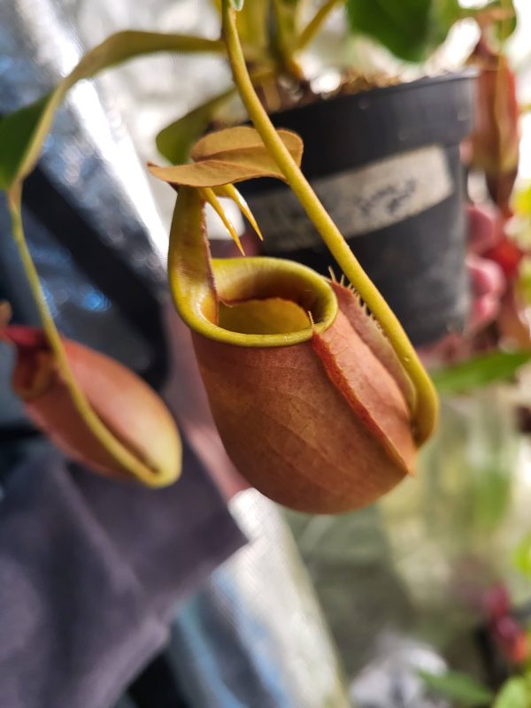 Nepenthes bicalcarata | Elio's Garden | Carnivorous plant Vancouver