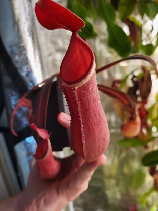 Nepenthes albomarginata | Elio's Garden | Vancouver carnivorous plants