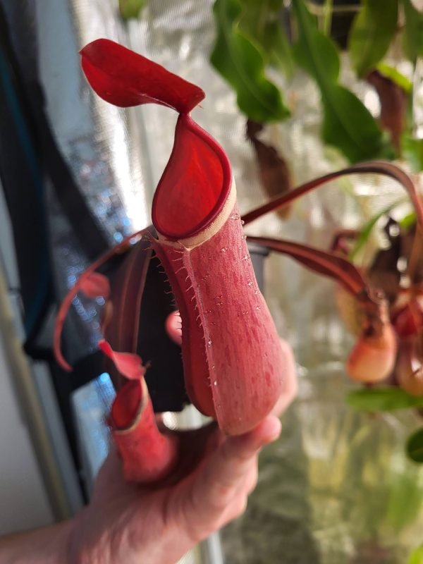 Nepenthes albomarginata "Red"