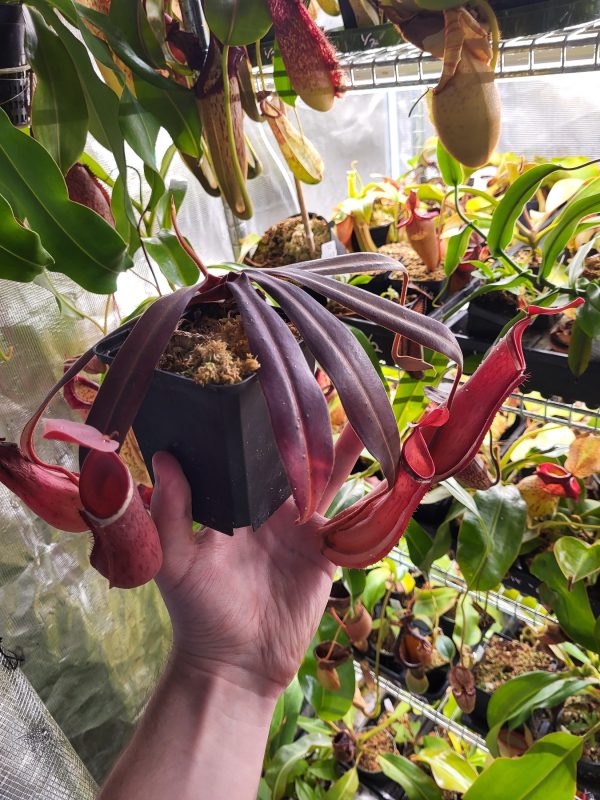 Nepenthes albomarginata | Elio's Garden | Vancouver carnivorous plants