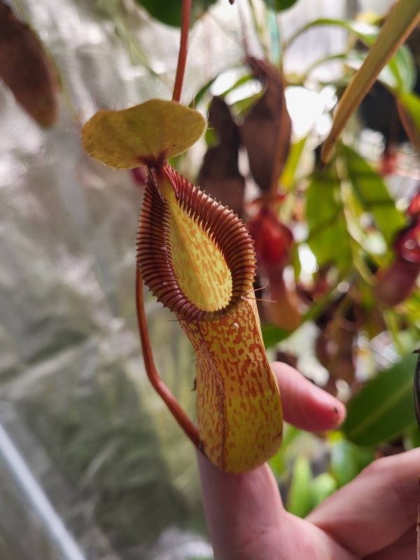 Nepenthes burkei x hamata | Elio's Garden
