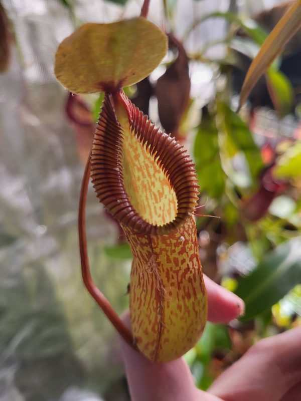 Nepenthes burkei x hamata | Elio's Garden | Carnivorous plants Vancouver