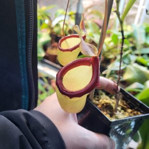 Nepenthes ventricosa x inermis - Elio's Garden