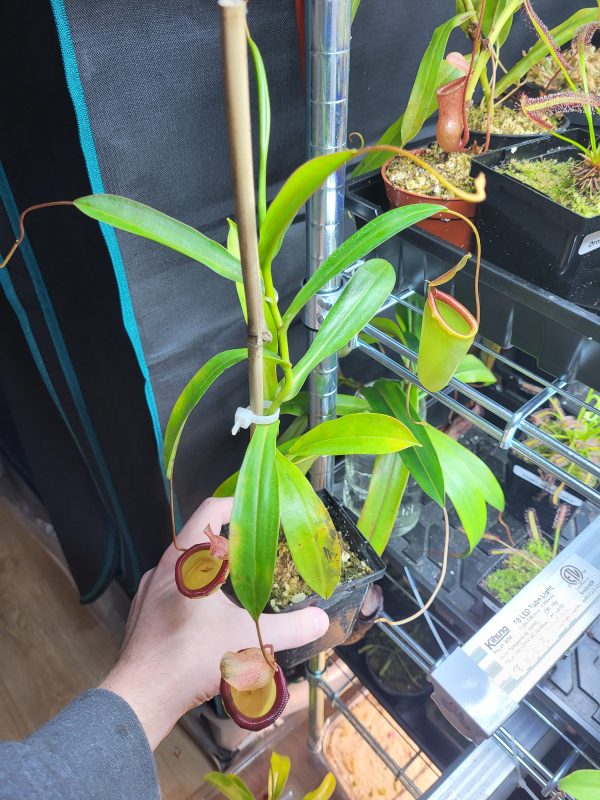 Nepenthes ventricosa x inermis - Elio's Garden