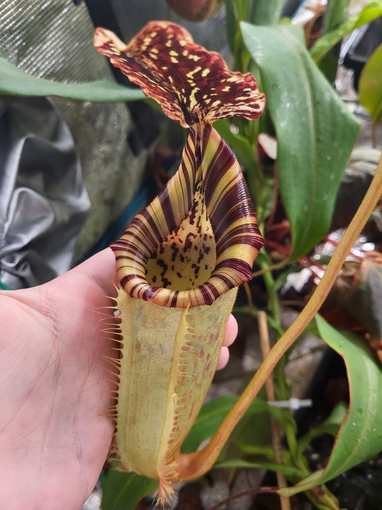 How to Make Pitcher Plant Pitchers Grow - Elio's Garden