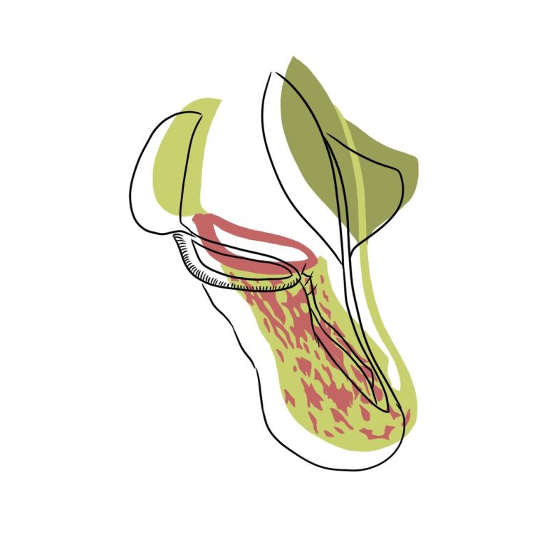 View of The Best Soil to Use for Carnivorous Plants – Elio’s Garden