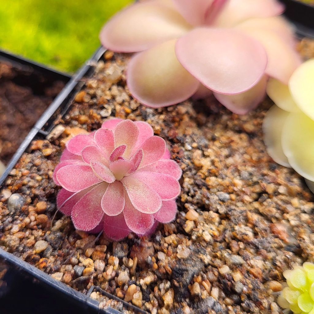 Elio's Garden pinguicula butterwort carnivorous plant