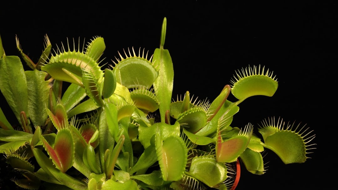 Elio's Garden Venus Flytrap Care Instructions