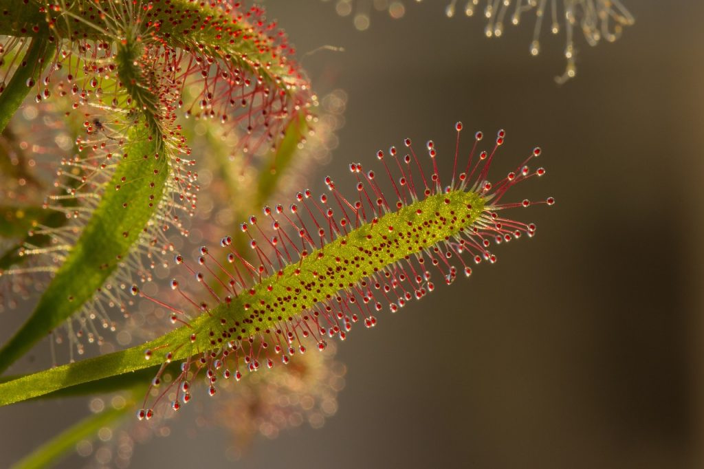 Elio's Garden - Carnivorous Plants - Greater Vancouver
