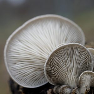 Mushroom home grow kit Vancouver British Columbia