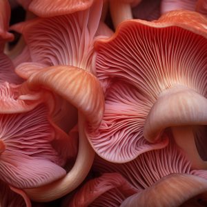 Pink Mushroom Grow Kit Vancouver Elio's Garden