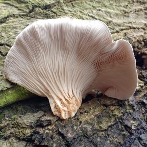 White Oyster Mushroom Grow Kit Vancouver Elio's Garden