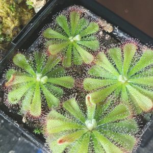 Drosera aliciae sundew rosette with sticky tentacles, Burnaby BC