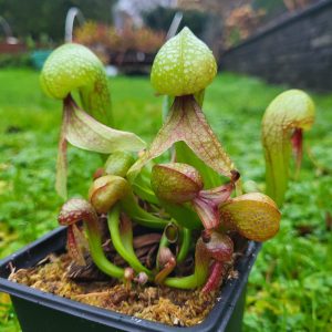 Darlingtonia californica cobra lily from Elio's Garden, Burnaby BC