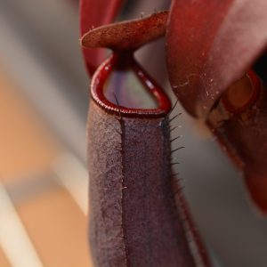 Nepenthes 'Rebecca Soper' Carnivorous Pitcher Plant Elio's Garden