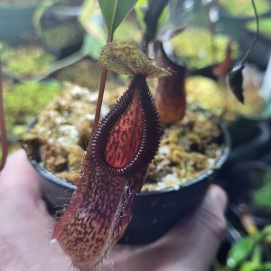 Nepenthes burkei x hamata carnivorous pitcher plant