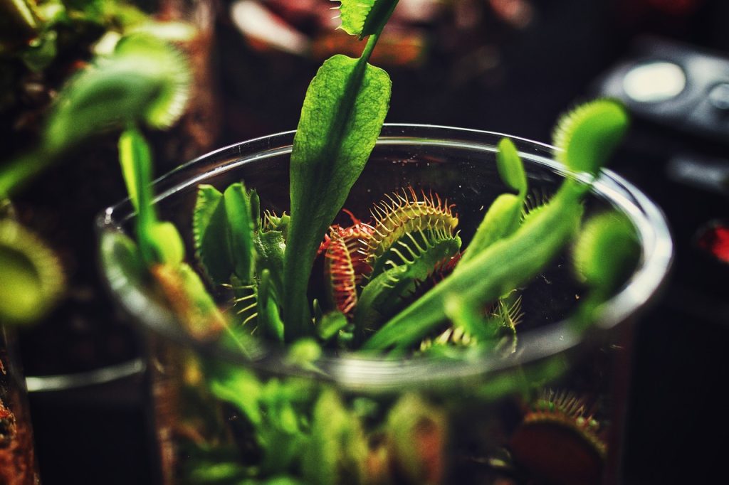 Venus Flytrap Terrarium Elio's Garden