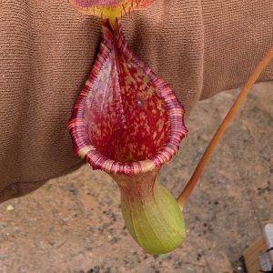 2. Nepenthes 'Briggsiana' Carnivorous Bug Eating Pitcher Plant - Canada