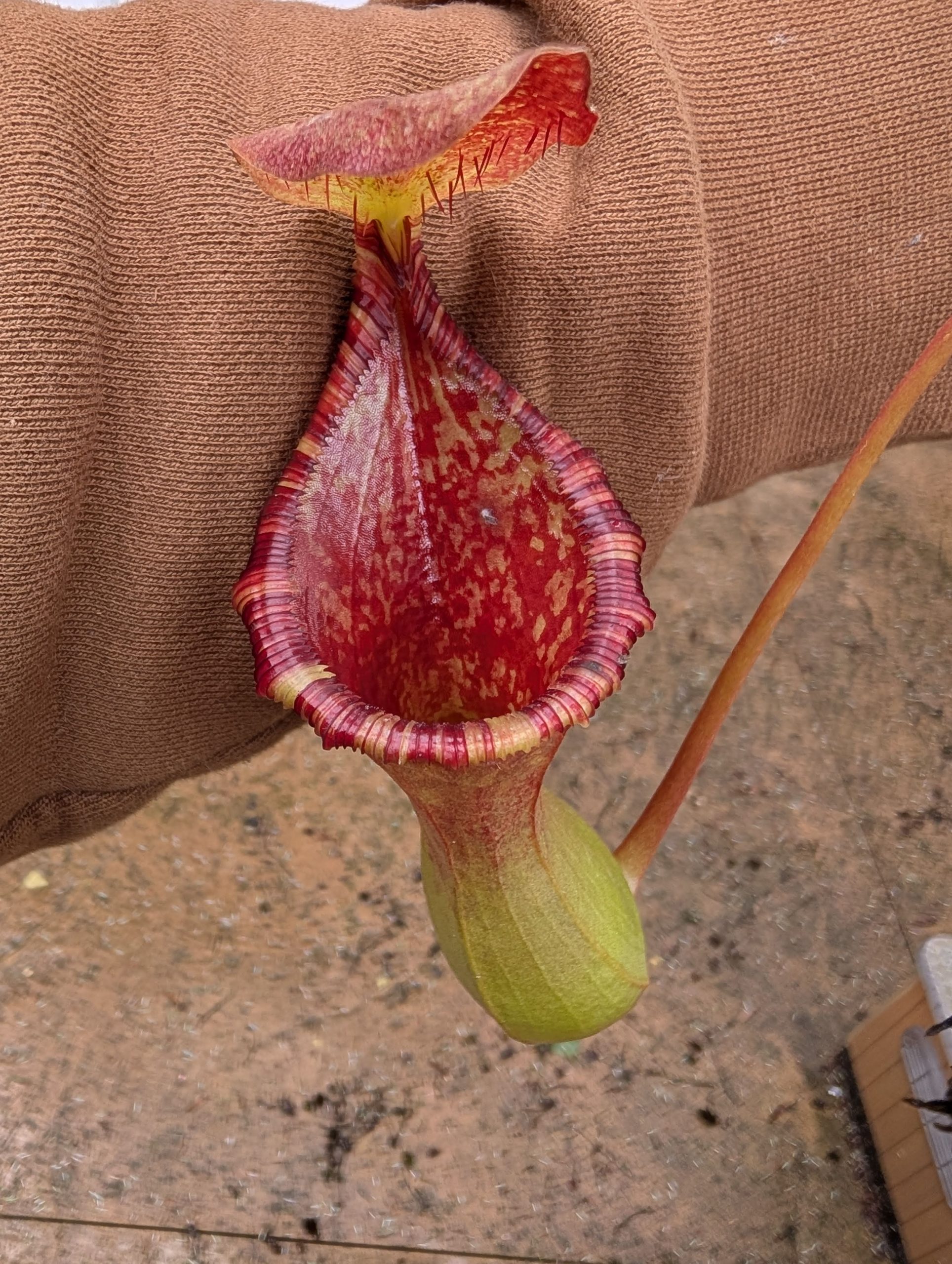 2. Nepenthes 'Briggsiana' Carnivorous Bug Eating Pitcher Plant - Canada