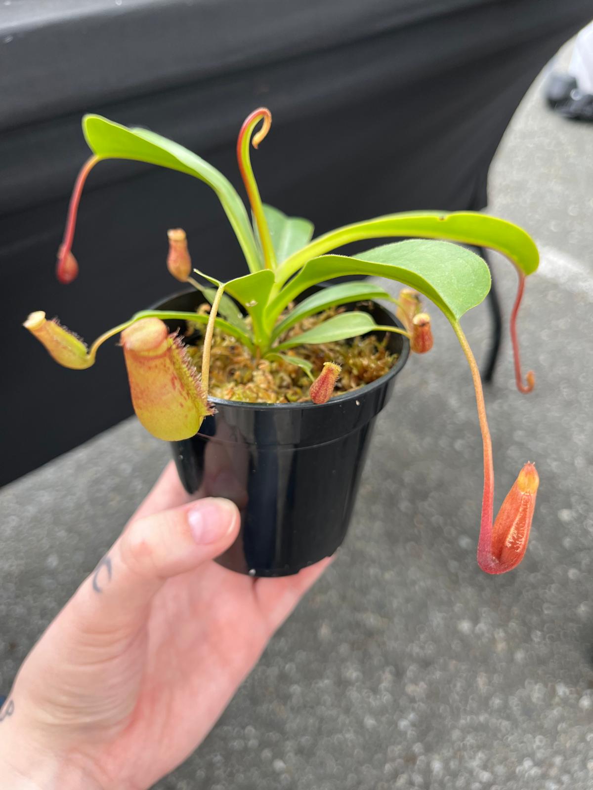 Nepenthes Briggsiana