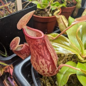 Nepenthes x "St. Gaya" Elio's Garden